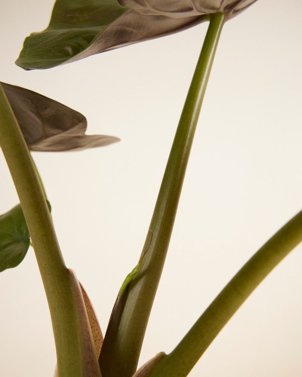 Alocasia Elephant Ears Wentii