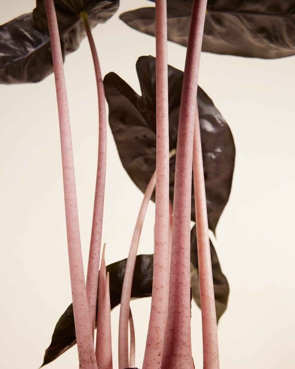 Alocasia Elephant Ears Pink Dragon