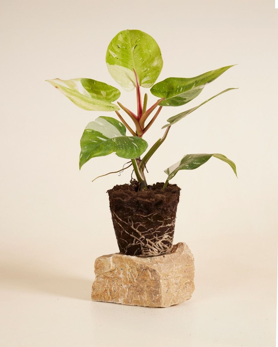 Philodendron Fresh Aurea