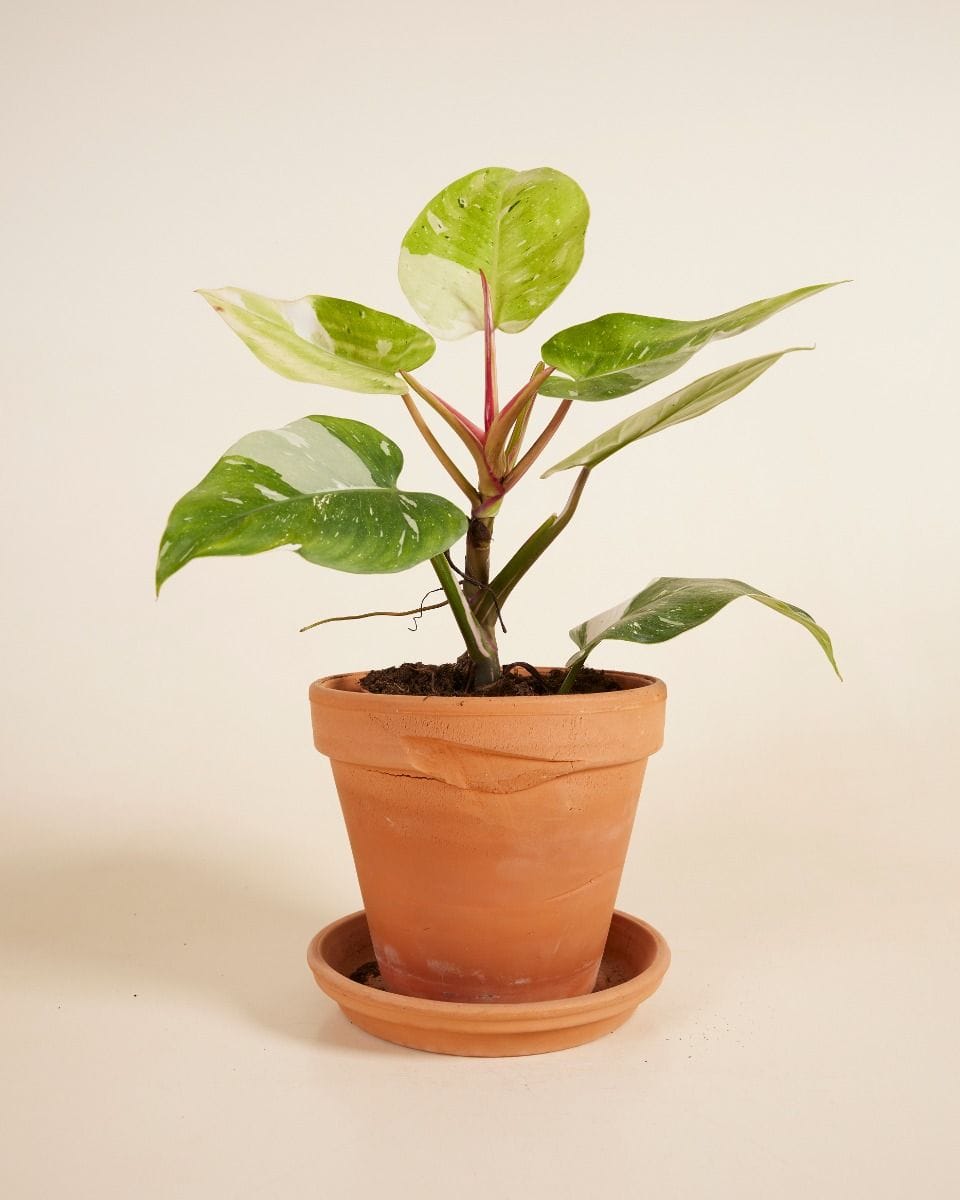 Philodendron Fresh Aurea