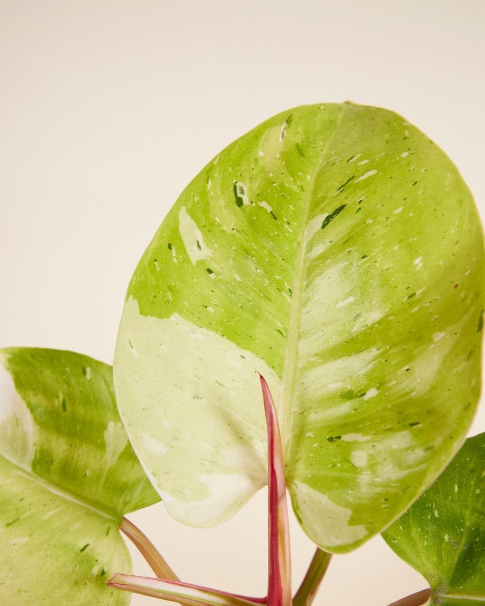 Philodendron Fresh Aurea