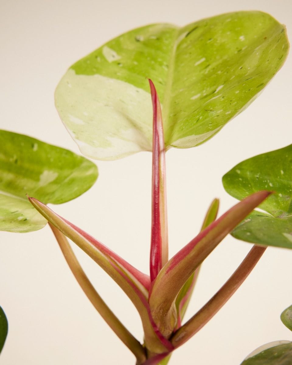 Philodendron Fresh Aurea