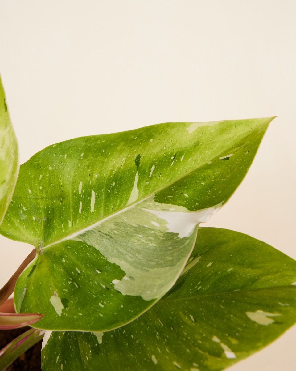 Philodendron Fresh Aurea