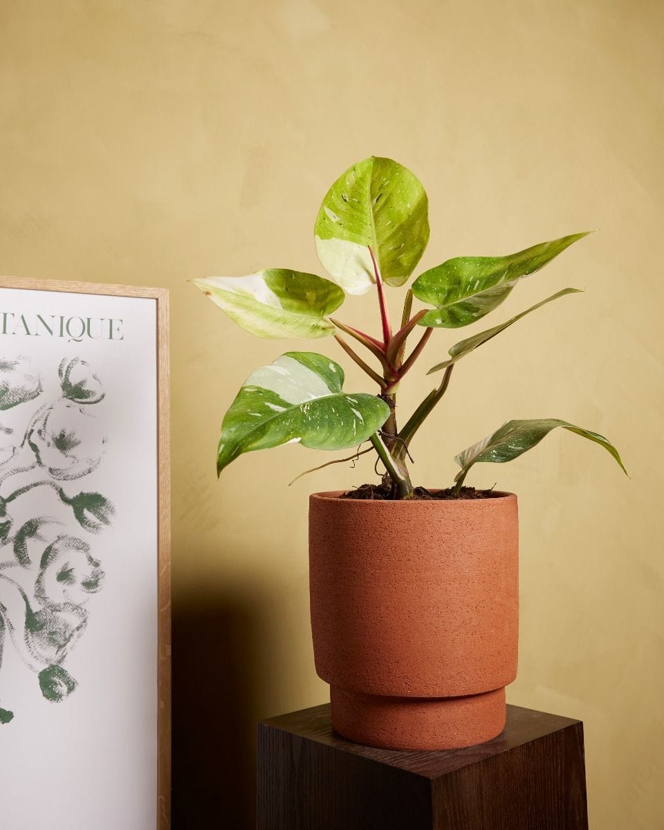 Philodendron Fresh Aurea
