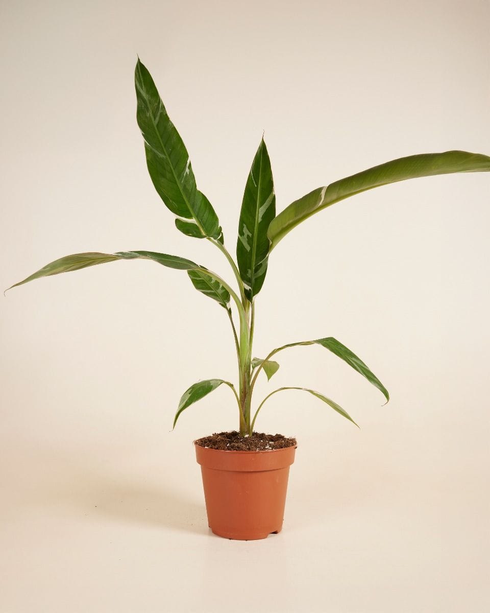 Musa Florida Variegata