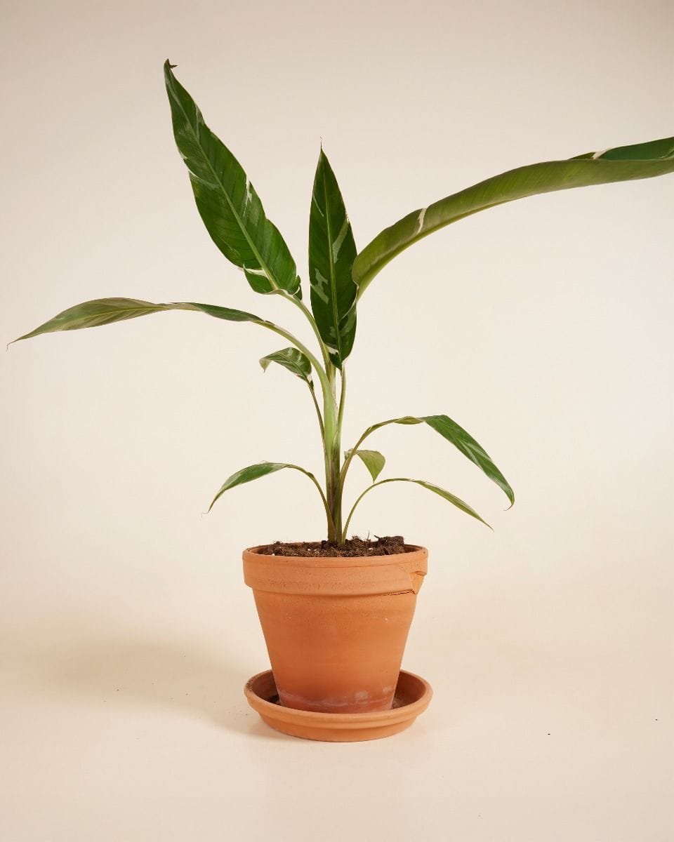 Musa Florida Variegata