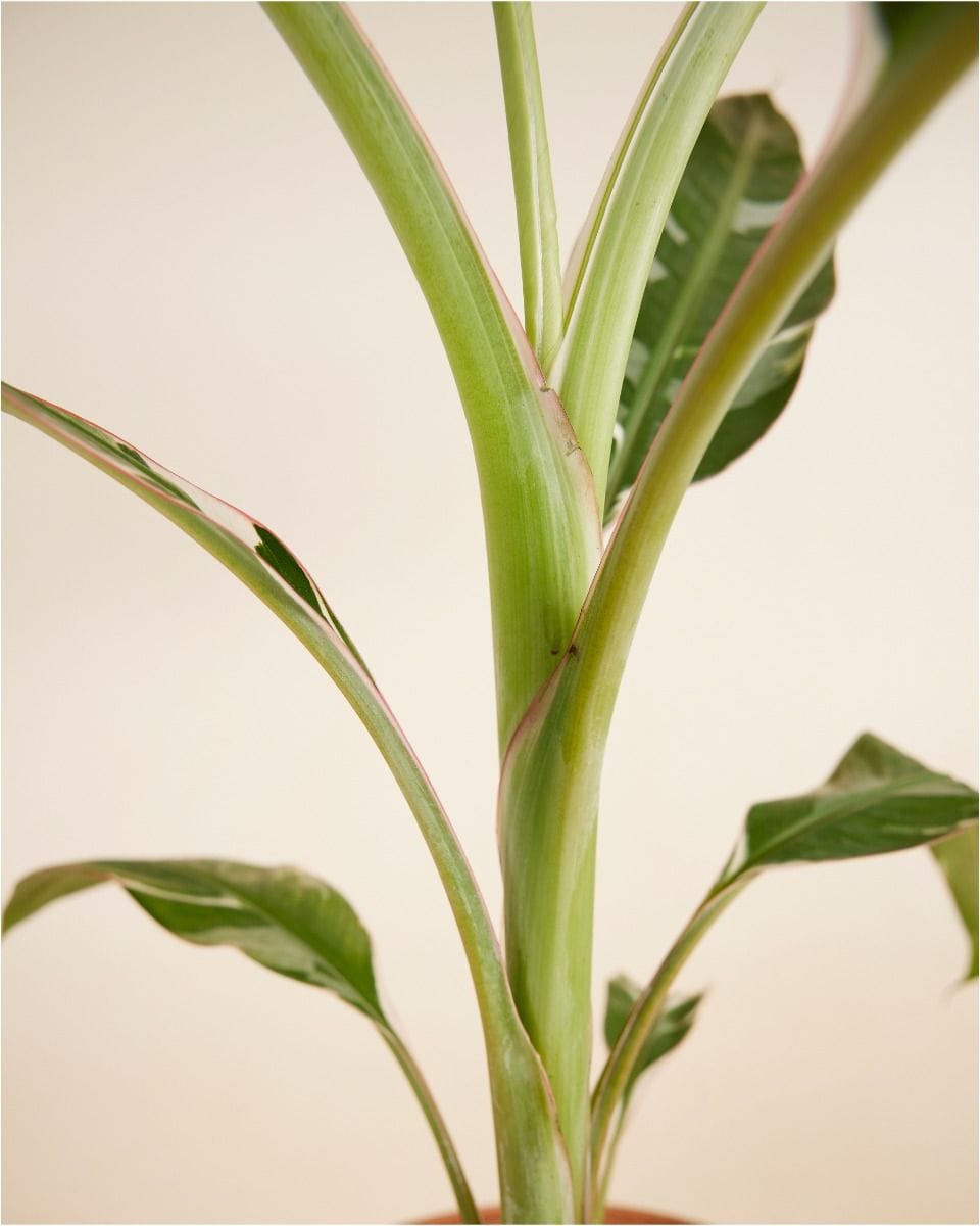 Musa Florida Variegata