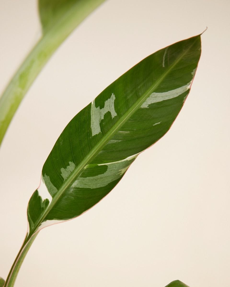 Musa Florida Variegata
