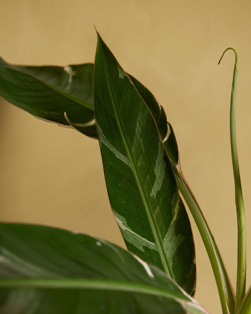 Musa Florida Variegata