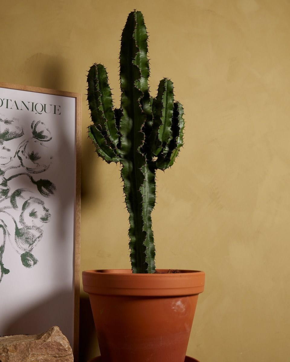 Euphorbia Acruensis
