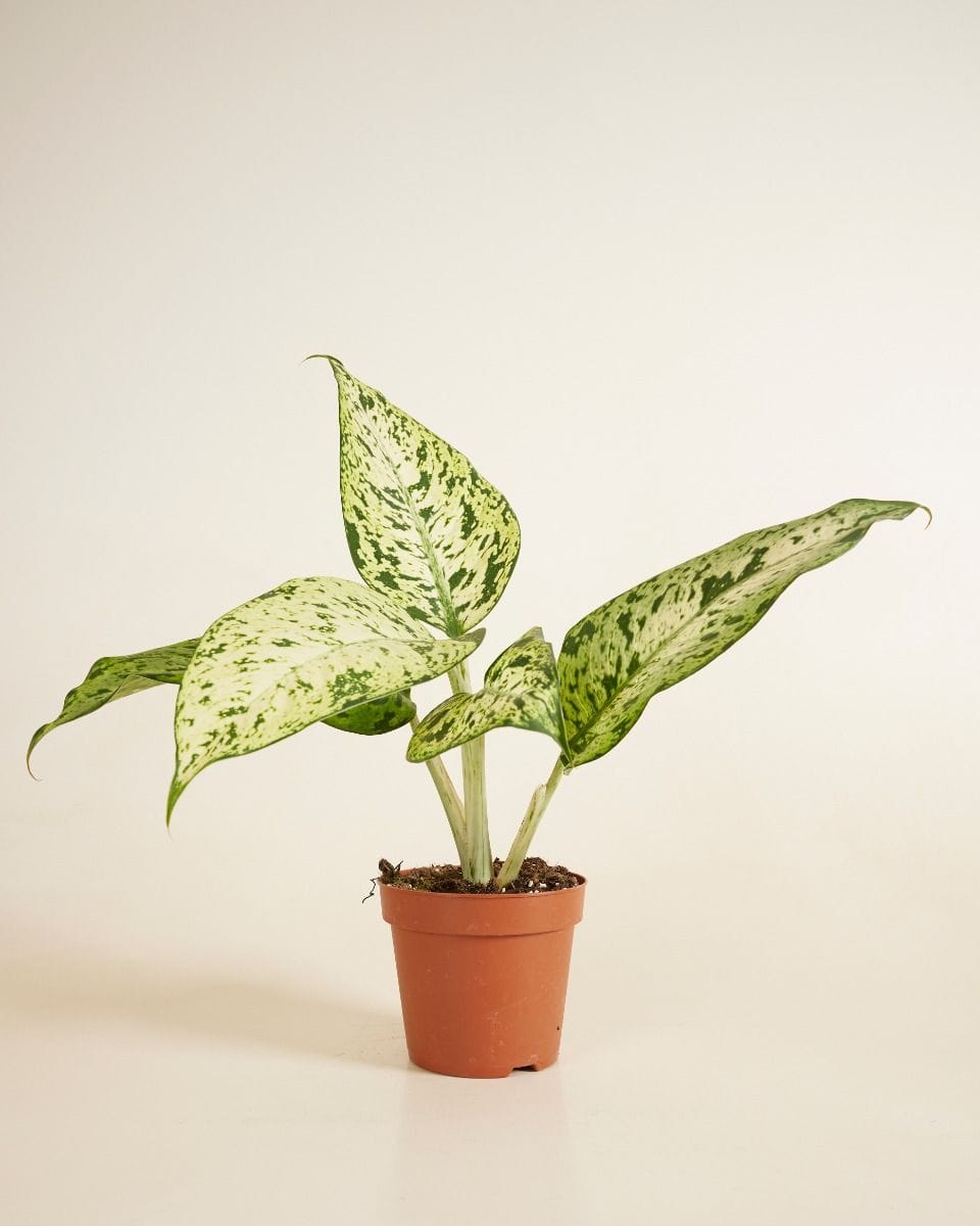 Dieffenbachia Dump Cane Snowflake