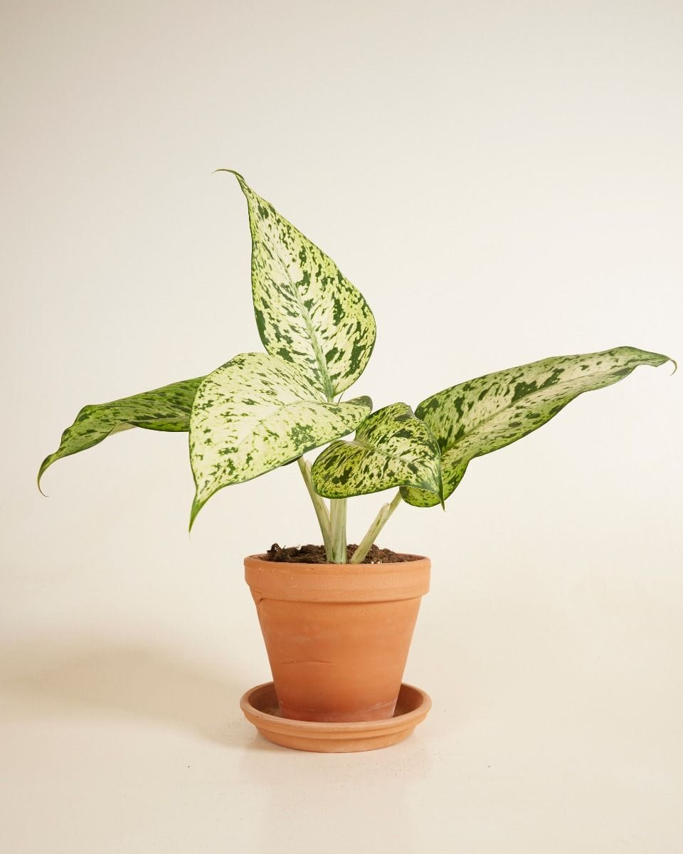 Dieffenbachia Dump Cane Snowflake