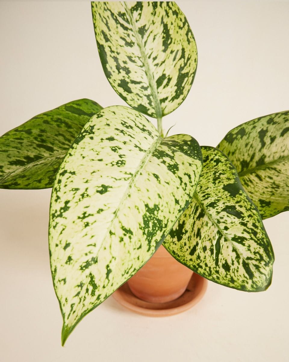 Dieffenbachia Dump Cane Snowflake