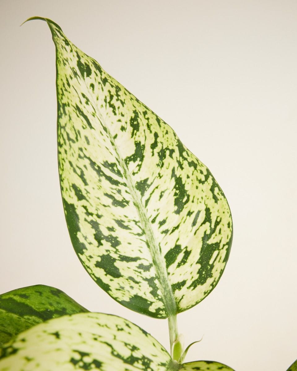 Dieffenbachia Dump Cane Snowflake