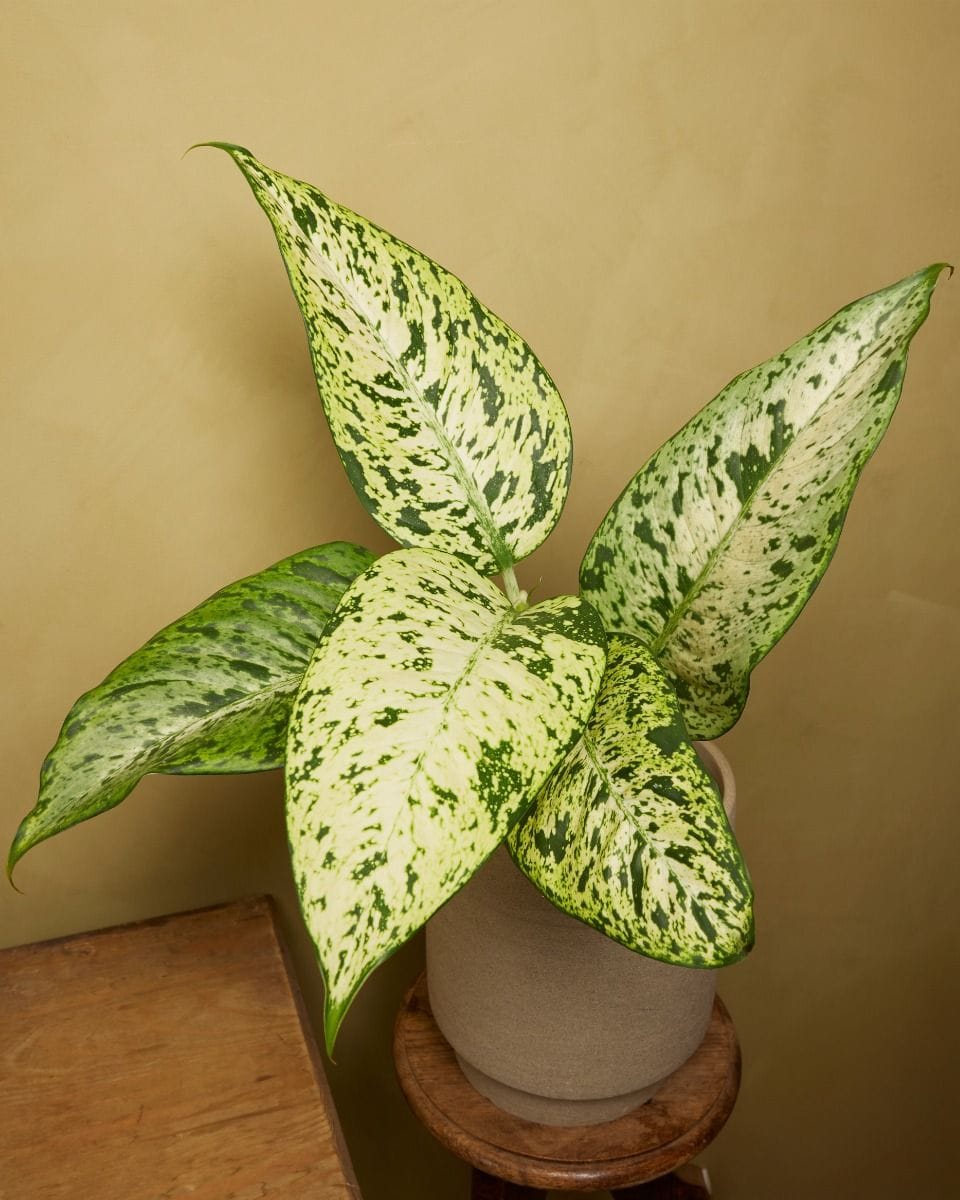 Dieffenbachia Dump Cane Snowflake