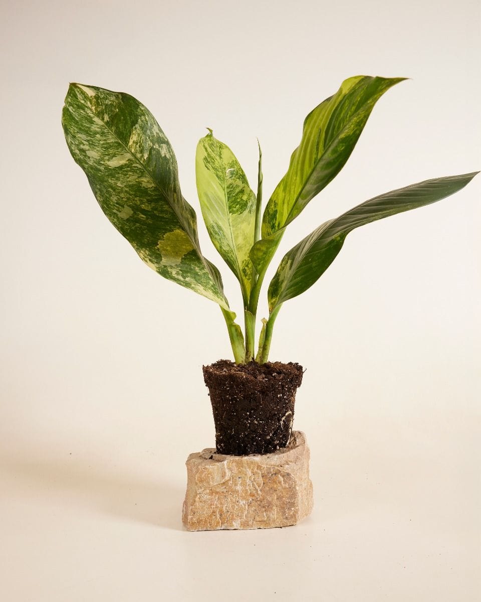 Dieffenbachia Dumb Cane Big Ben