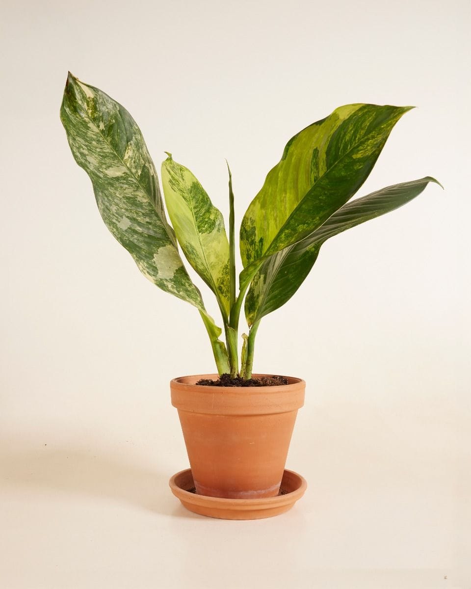 Dieffenbachia Dumb Cane Big Ben