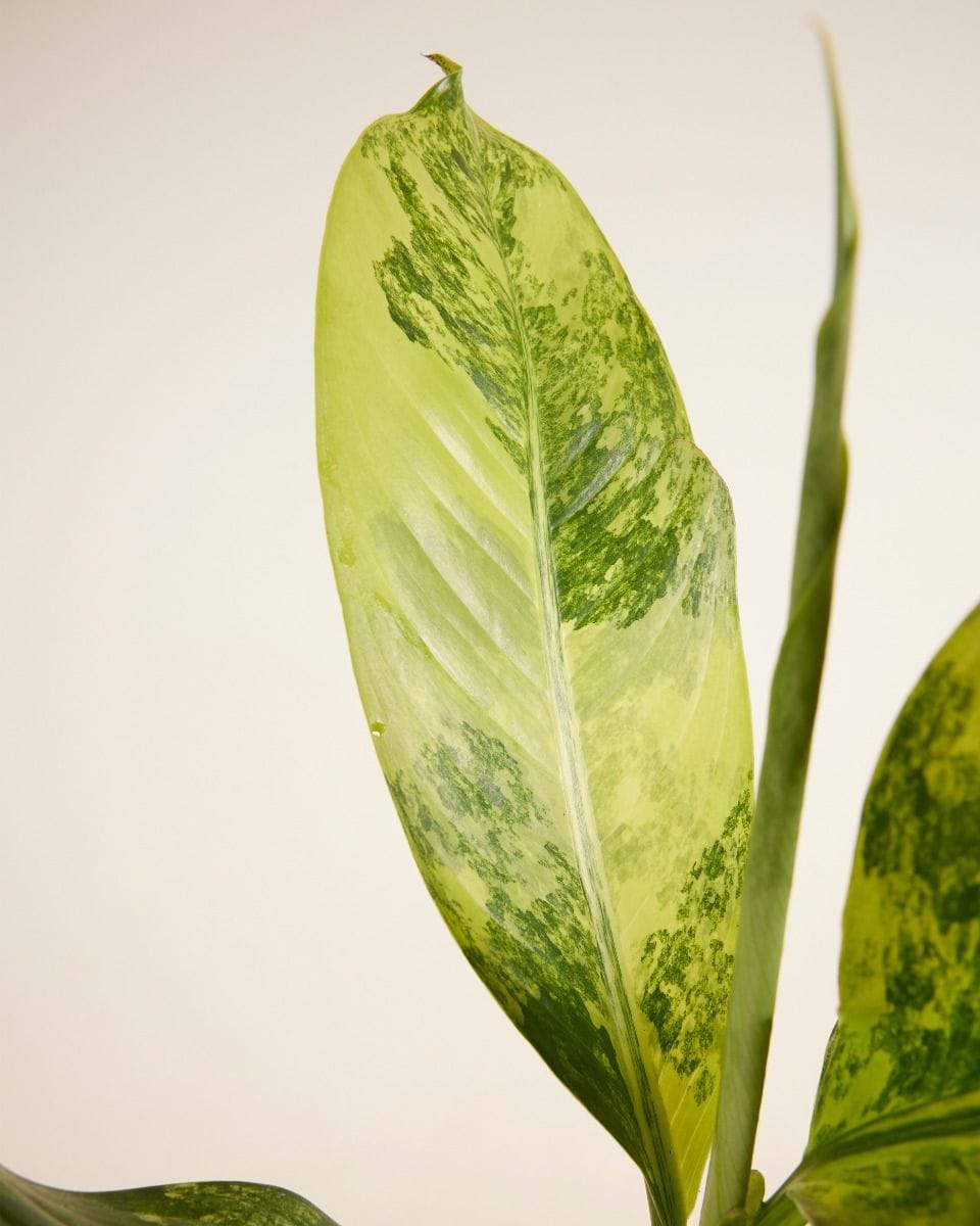 Dieffenbachia Dumb Cane Big Ben