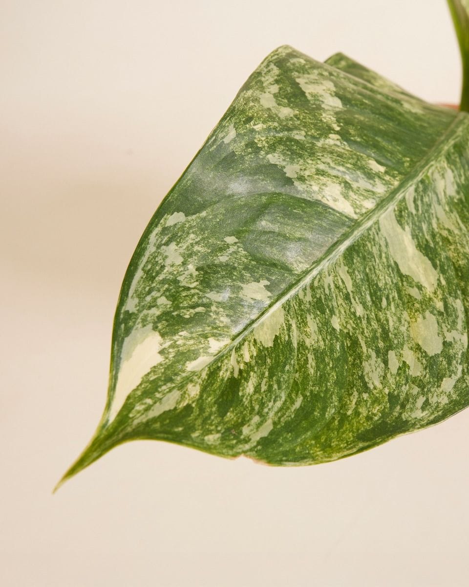 Dieffenbachia Dumb Cane Big Ben