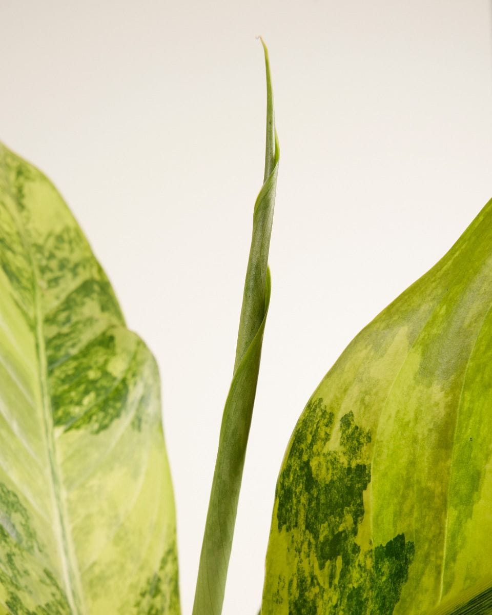 Dieffenbachia Dumb Cane Big Ben