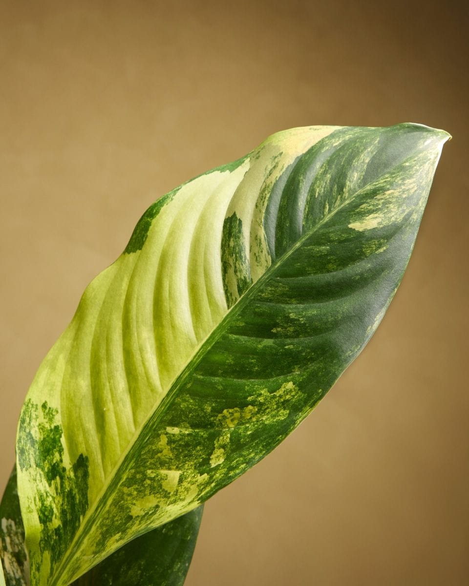 Dieffenbachia Dumb Cane Big Ben