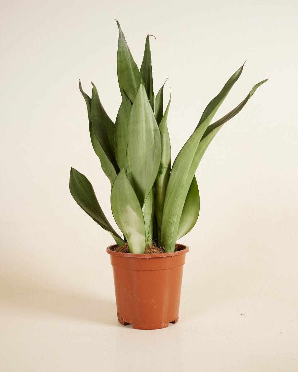 Sansevieria Moonshine