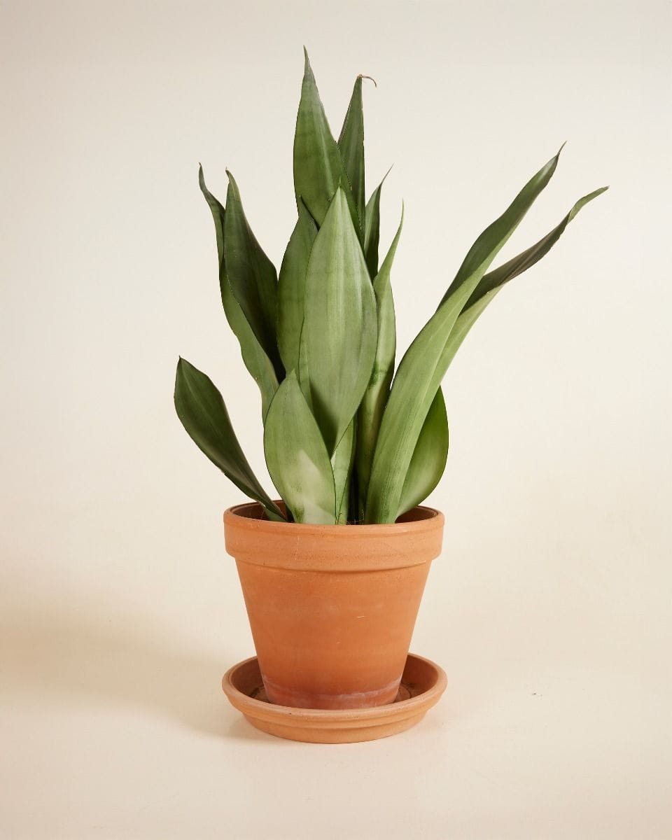 Sansevieria Moonshine