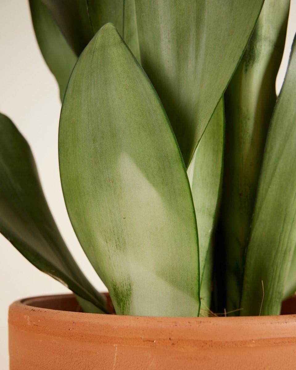 Sansevieria Moonshine