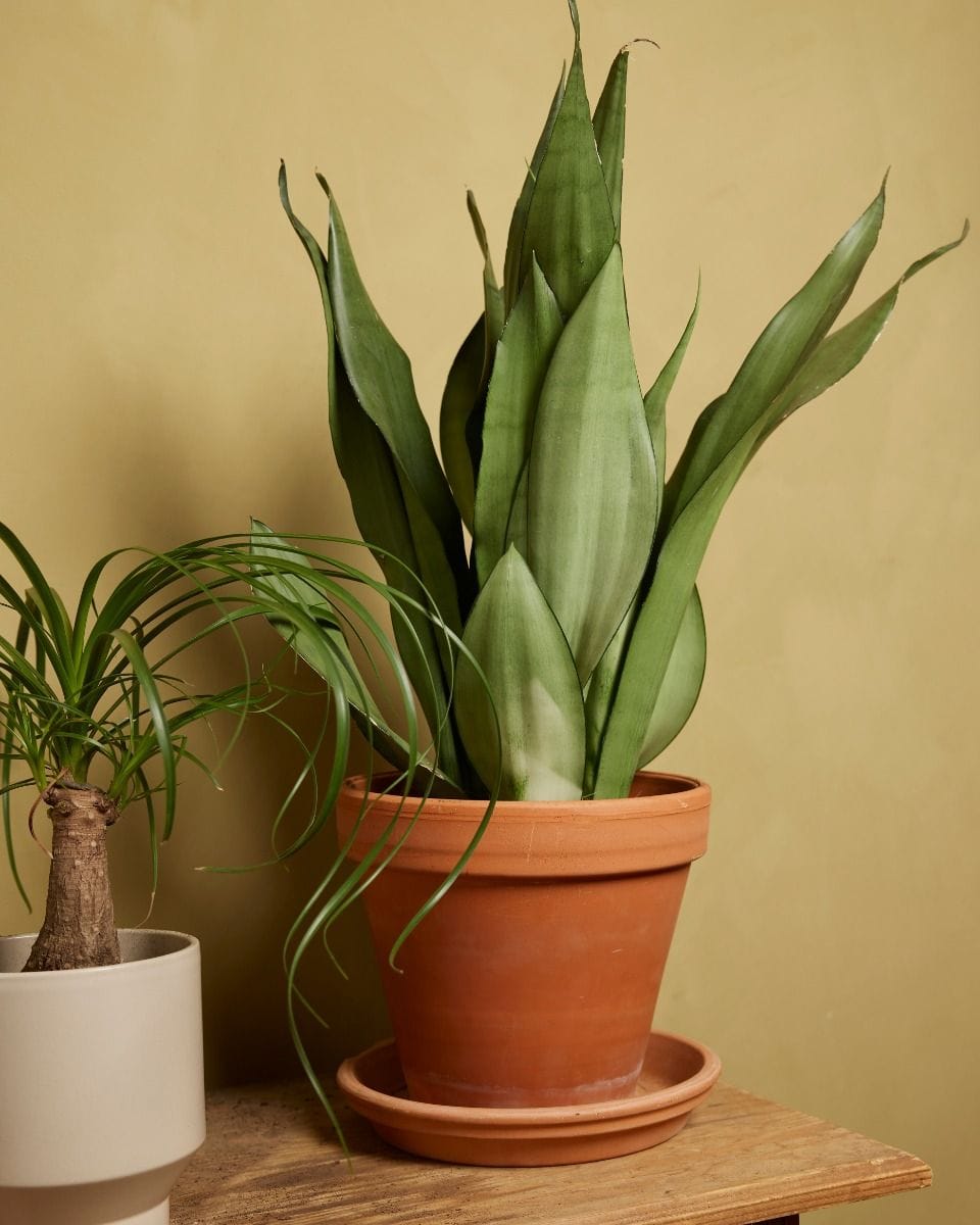 Sansevieria Moonshine