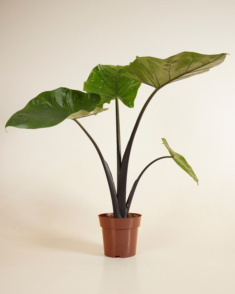 Alocasia Elephant Ears Black Cobra