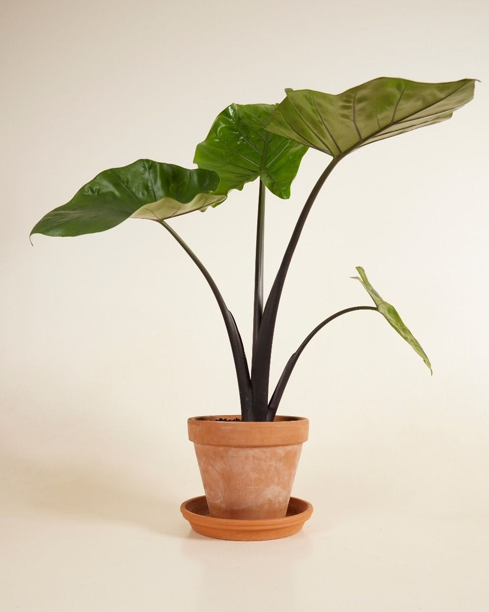 Alocasia Elephant Ears Black Cobra