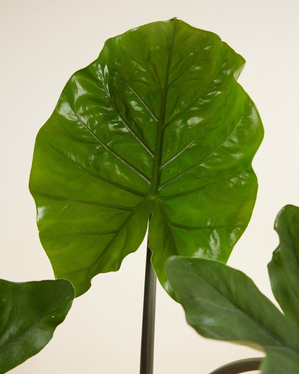 Alocasia Elephant Ears Black Cobra