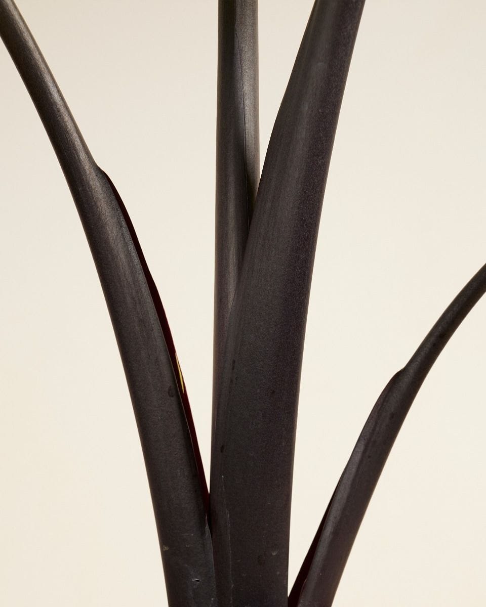 Alocasia Elephant Ears Black Cobra
