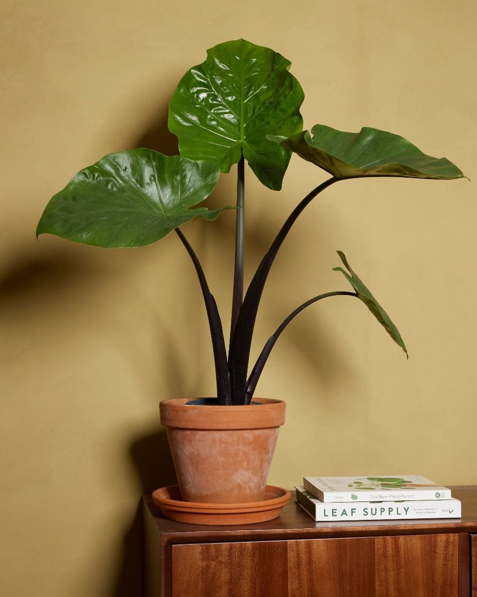 Alocasia Elephant Ears Black Cobra