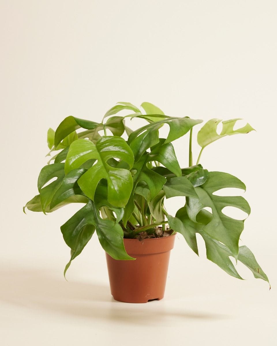 Rhaphidophora Tetrasperma Mini Monstera