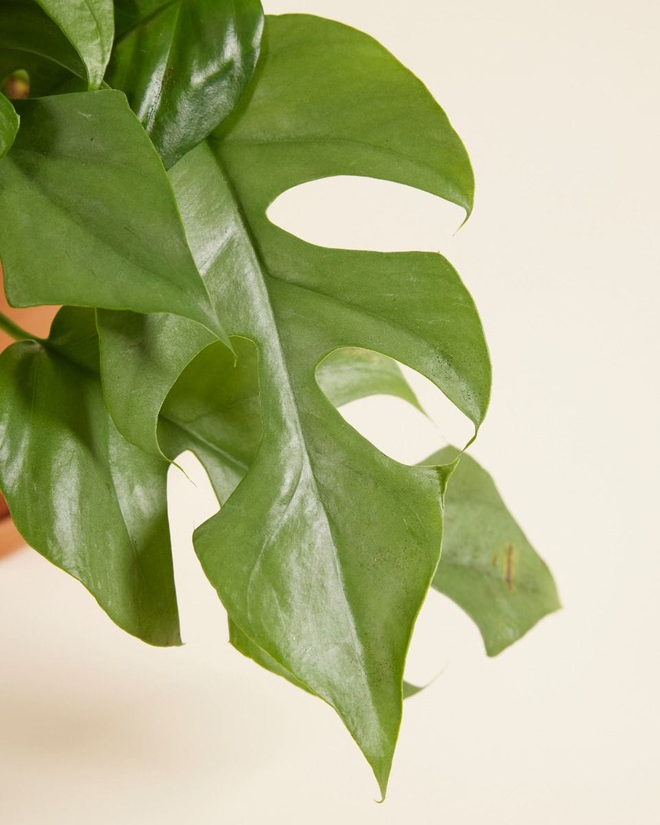 Rhaphidophora Tetrasperma Mini Monstera