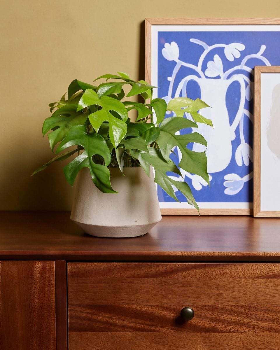 Rhaphidophora Tetrasperma Mini Monstera