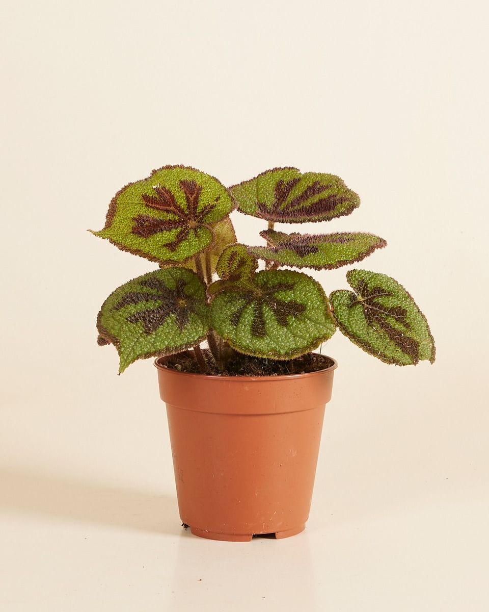 Begonia Iron Cross Masoniana