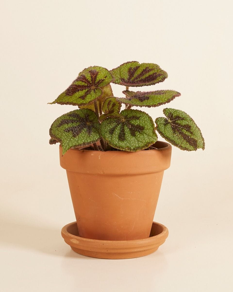 Begonia Iron Cross Masoniana