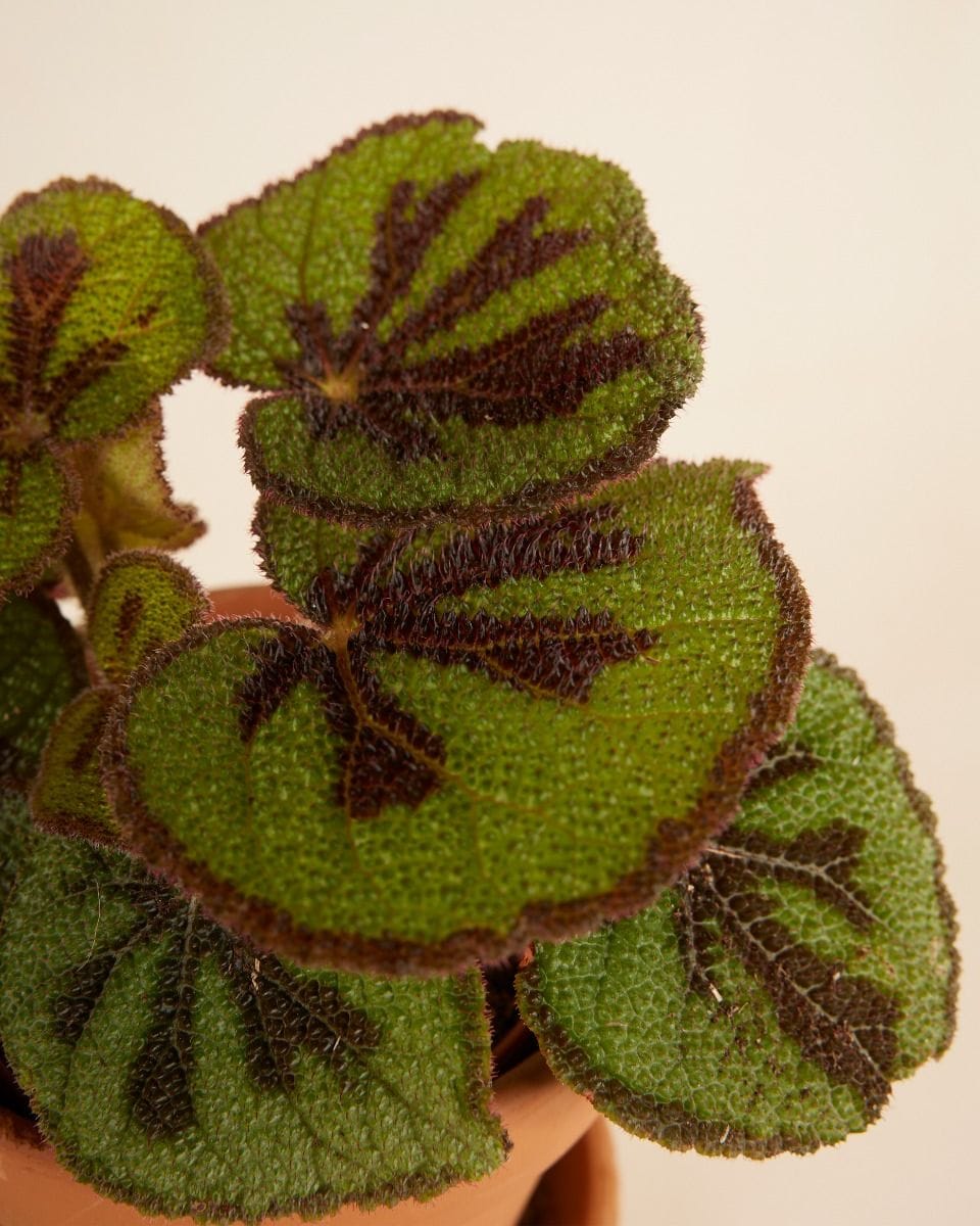Begonia Iron Cross Masoniana