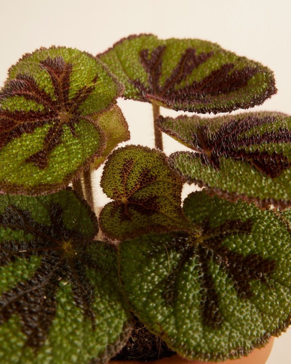 Begonia Iron Cross Masoniana