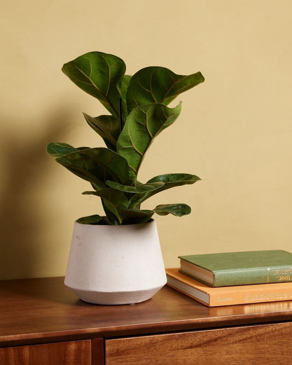 Ficus Fiddle Leaf Fig Lyrata