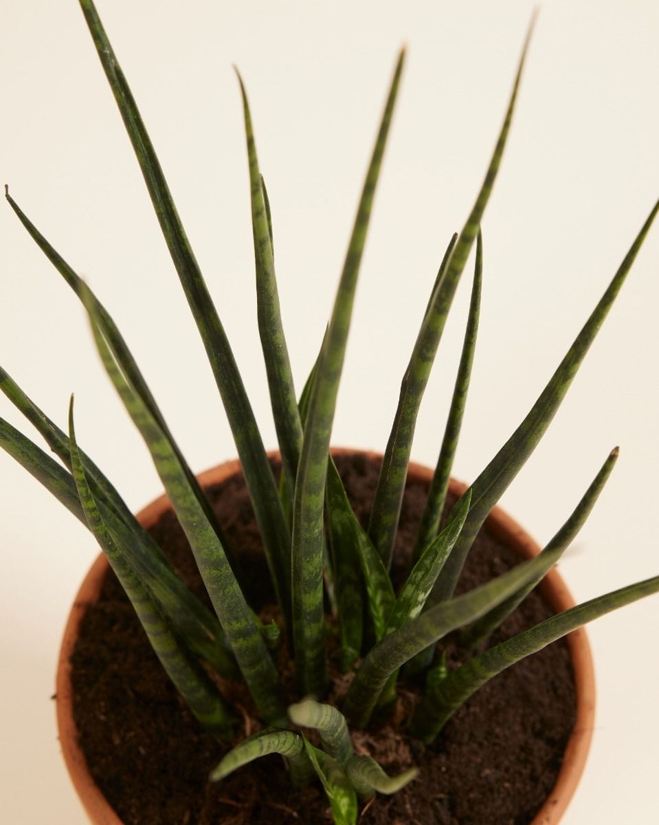 Sansevieria Snake plant Fernwood Mikado