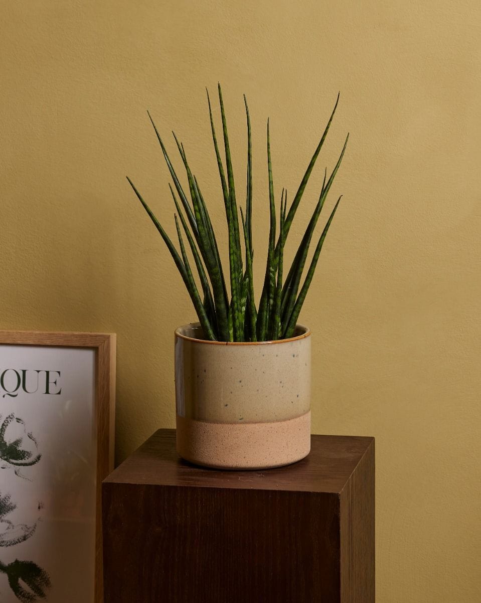 Sansevieria Snake plant Fernwood Mikado