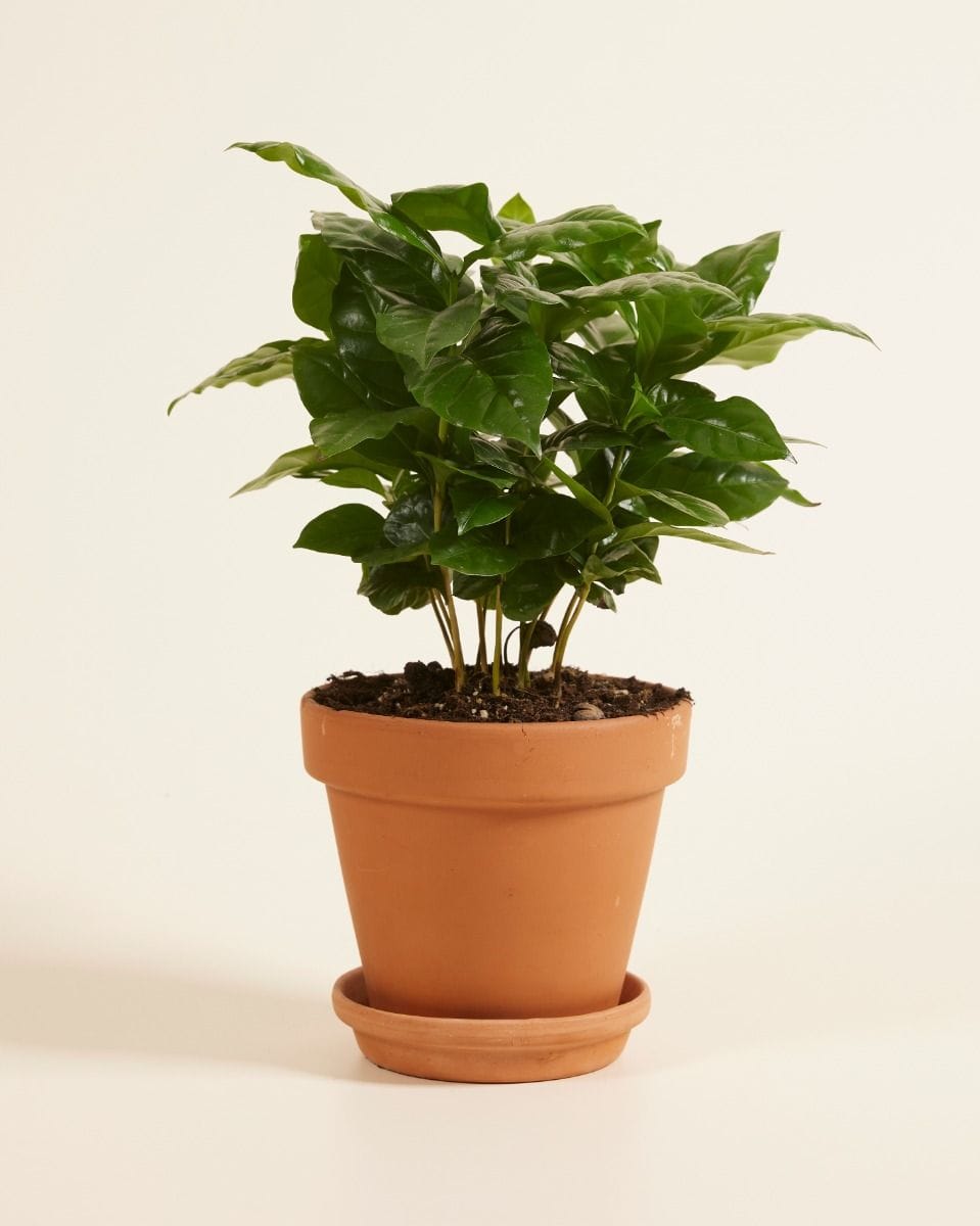 Coffea Coffee plant Arabica