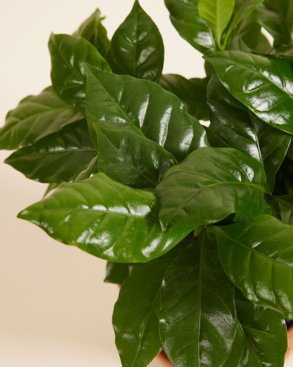 Coffea Coffee plant Arabica