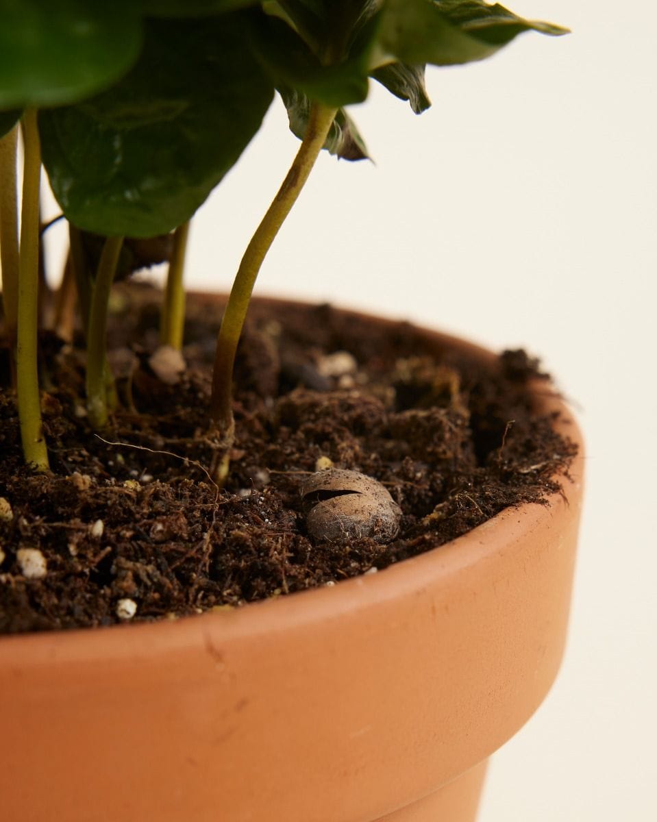 Coffea Coffee plant Arabica