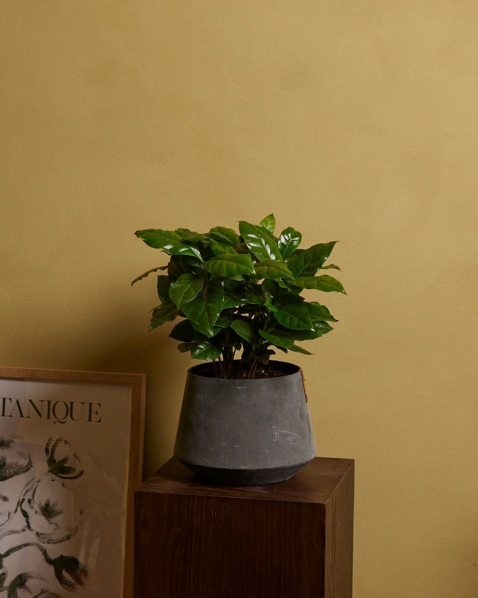 Coffea Coffee plant Arabica