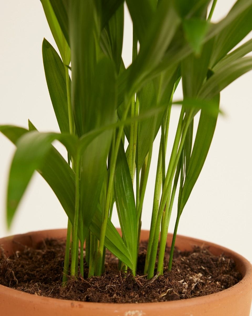 Dypsis Golden Cane Palm Lutescens