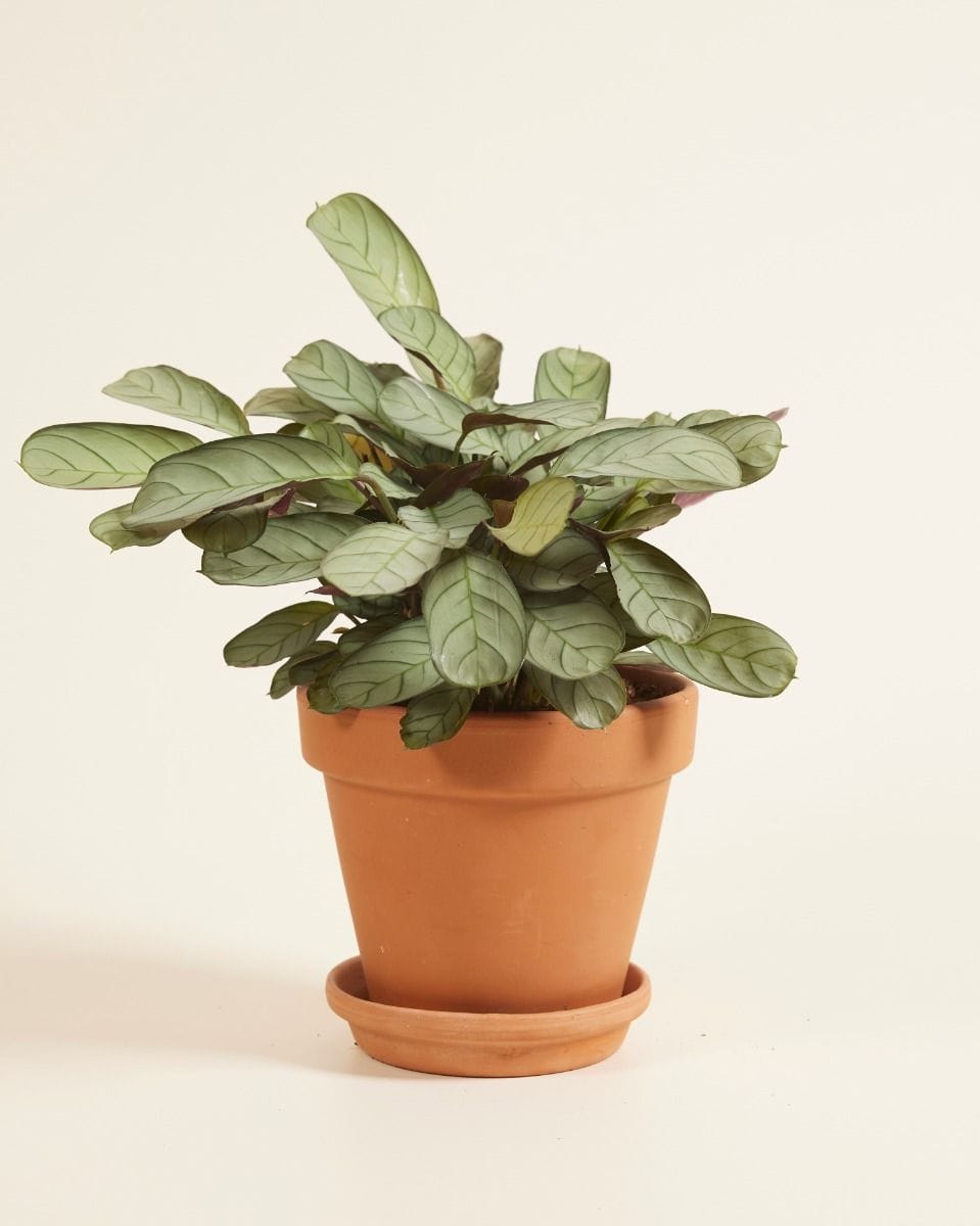 Ctenanthe Never Never plant Amagris